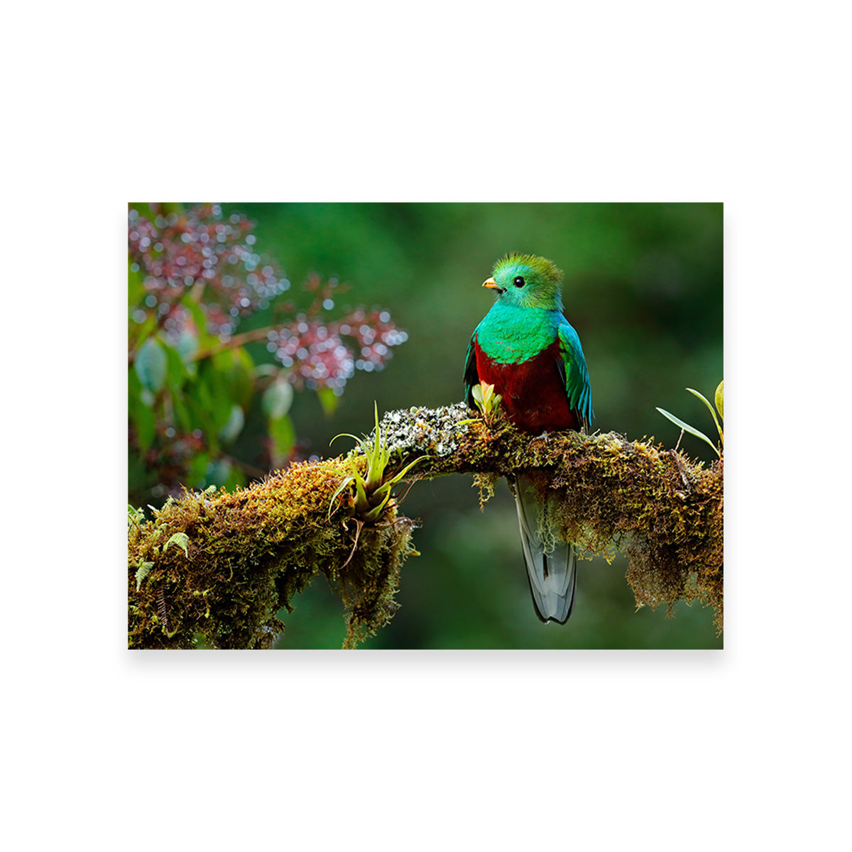 Resplendent Quetzal Wall Art