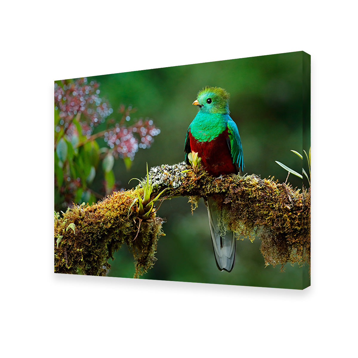 Resplendent Quetzal Wall Art