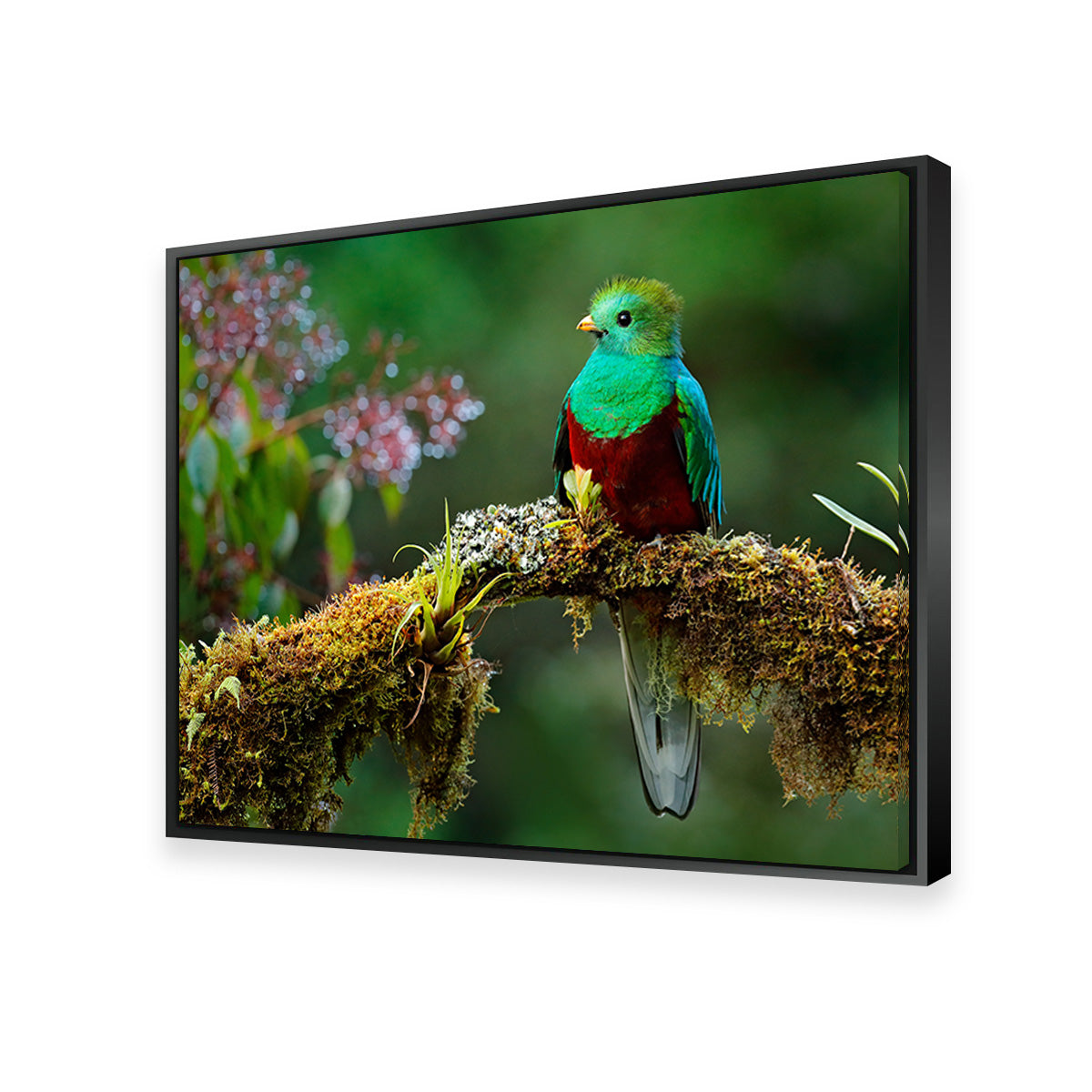 Resplendent Quetzal Wall Art