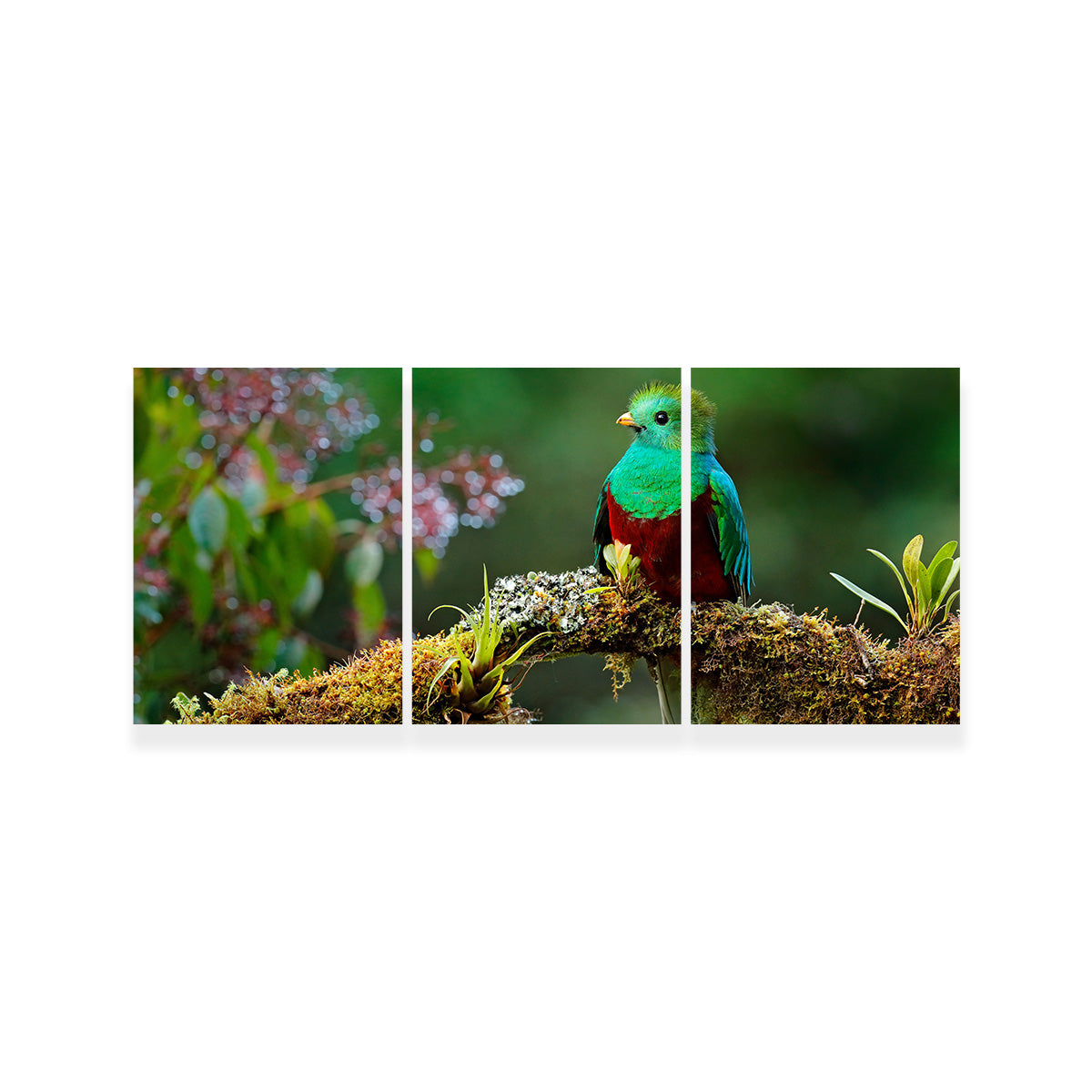 Resplendent Quetzal Wall Art