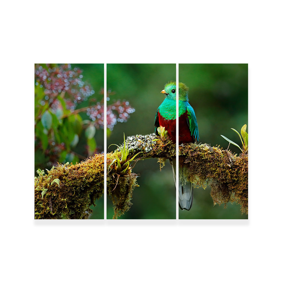 Resplendent Quetzal Wall Art