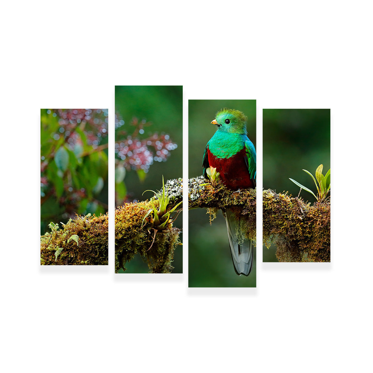 Resplendent Quetzal Wall Art