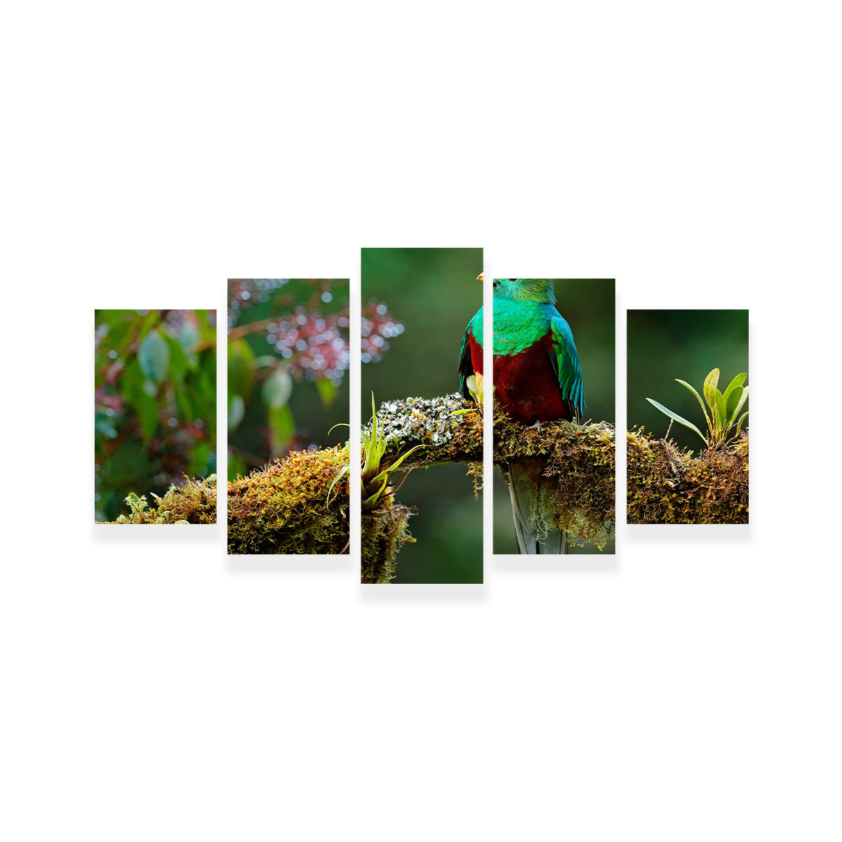 Resplendent Quetzal Wall Art