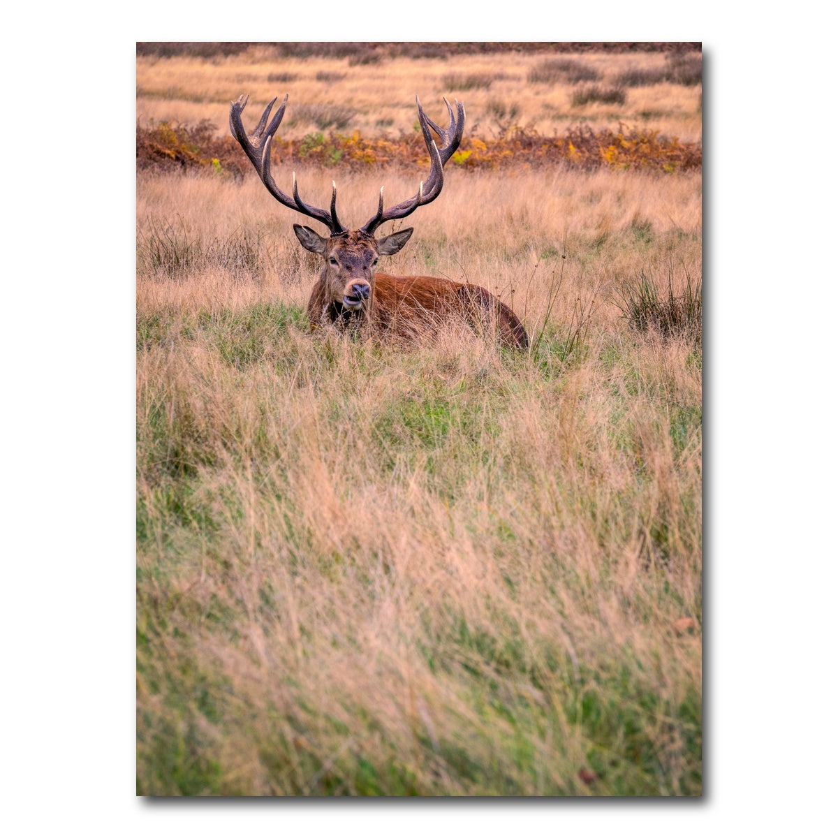 AUTO-MOCKUP WHITE | Richmond Park | 1 Piece | Gallery Wrap Canvas | group=3x4