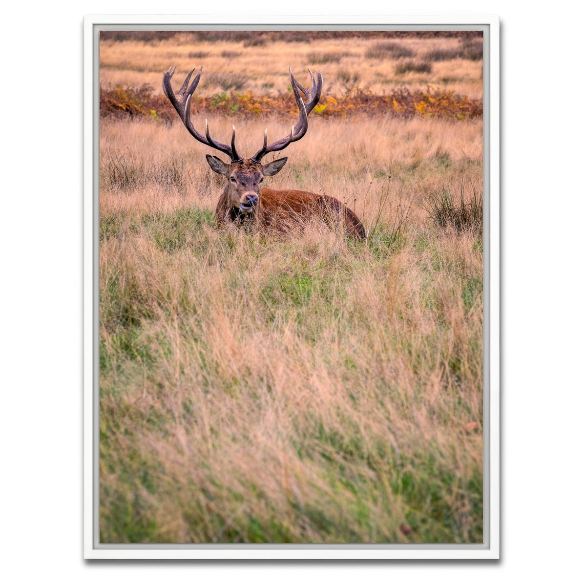 AUTO-MOCKUP WHITE | Richmond Park | 1 Piece | White Framed Canvas | group=3x4