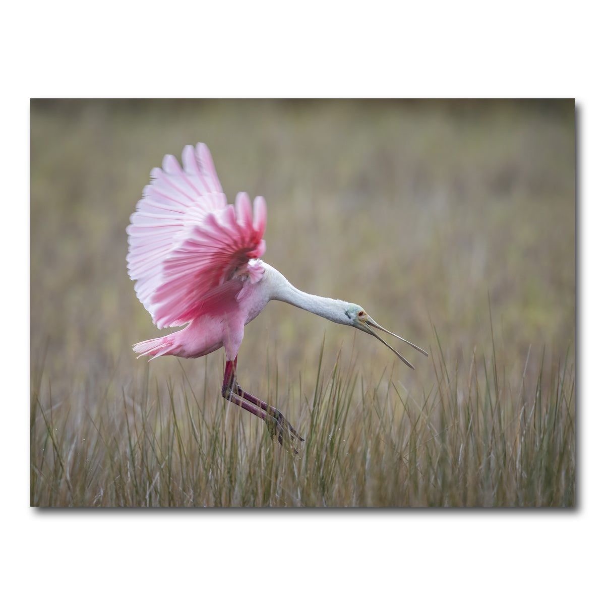 AUTO-MOCKUP WHITE | Roseate Spoonbill - Merritt Island Wildlife Refuge | 1 Piece | Gallery Wrap Canvas | group=4x3