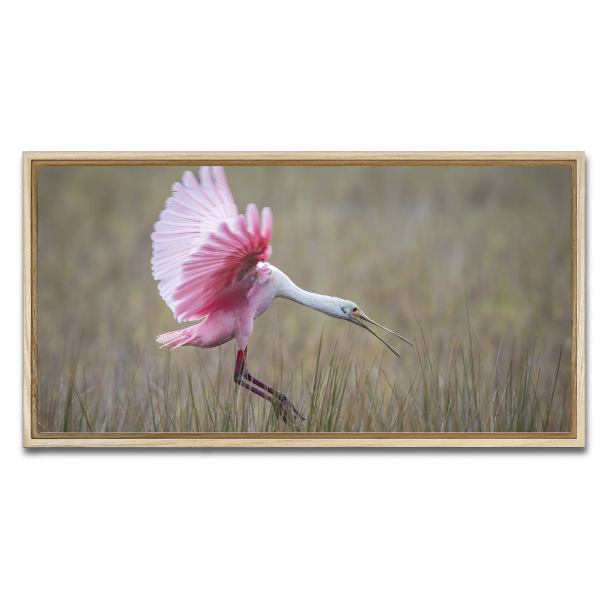 AUTO-MOCKUP WHITE | Roseate Spoonbill - Merritt Island Wildlife Refuge | 1 Piece | Natural Framed Canvas | group=2x1
