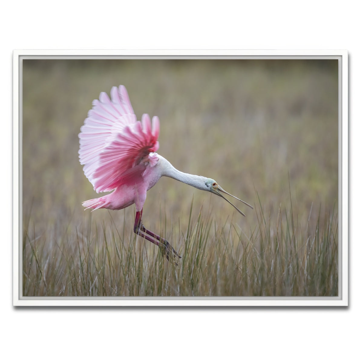 AUTO-MOCKUP WHITE | Roseate Spoonbill - Merritt Island Wildlife Refuge | 1 Piece | White Framed Canvas | group=4x3