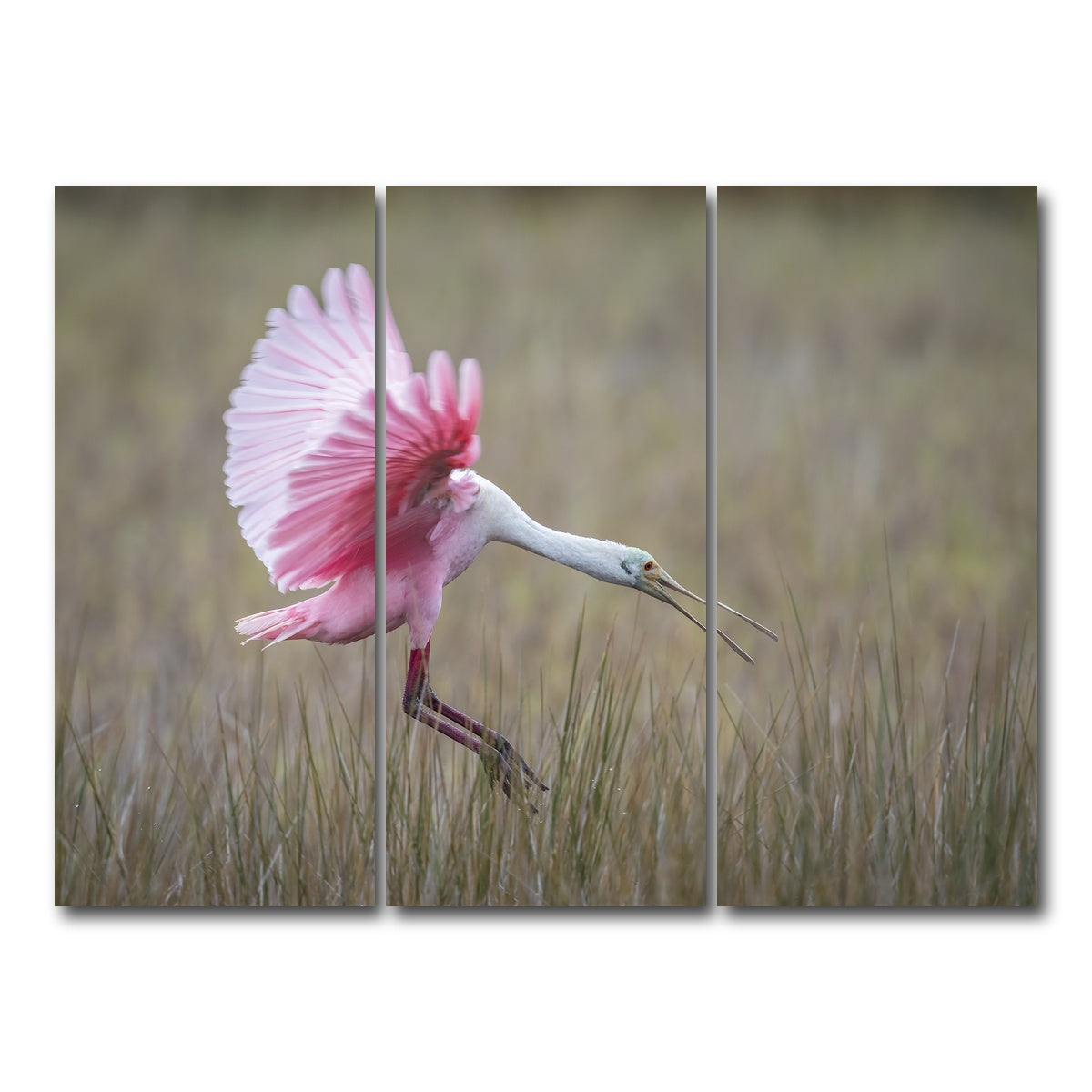AUTO-MOCKUP WHITE | Roseate Spoonbill - Merritt Island Wildlife Refuge | 3 Piece | Gallery Wrap Canvas | group=8x18