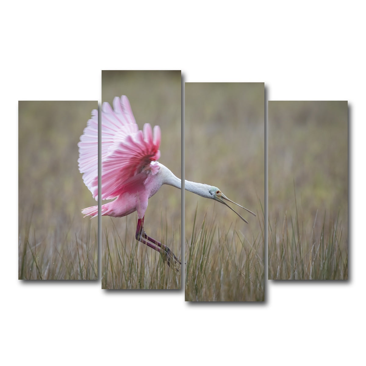 AUTO-MOCKUP WHITE | Roseate Spoonbill - Merritt Island Wildlife Refuge | 4 Piece | Gallery Wrap Canvas | group=4_normal