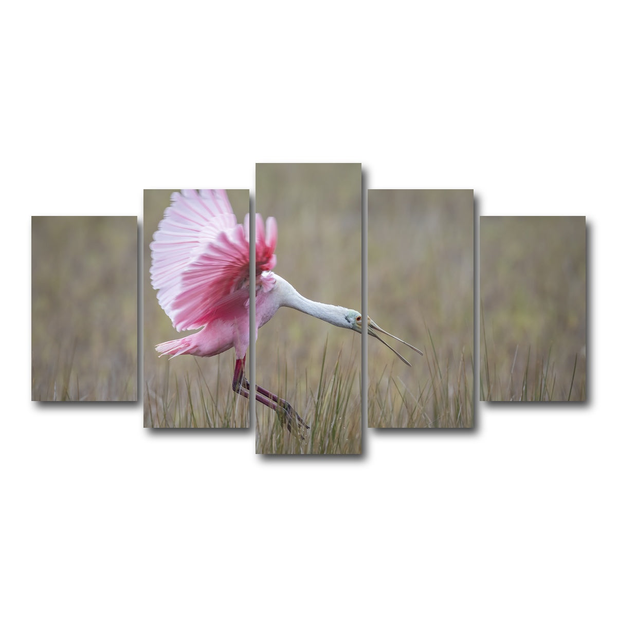 AUTO-MOCKUP WHITE | Roseate Spoonbill - Merritt Island Wildlife Refuge | 5 Piece | Gallery Wrap Canvas | group=5_normal