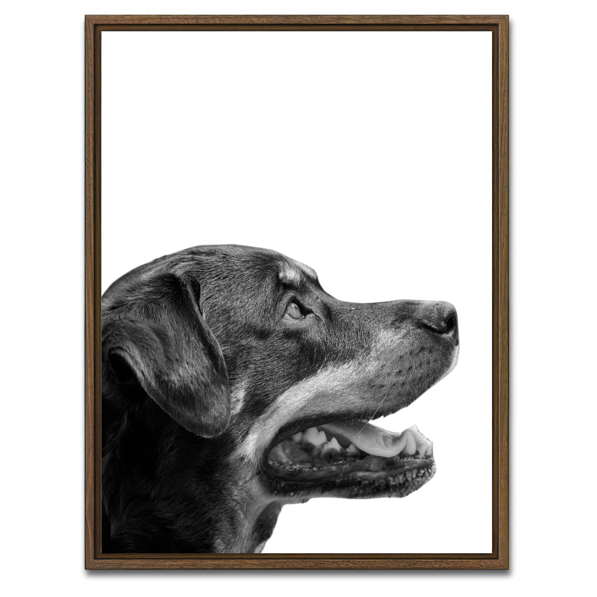 AUTO-MOCKUP WHITE | Rottweiler Dog Face | 1 Piece | Walnut Framed Canvas | group=3x4