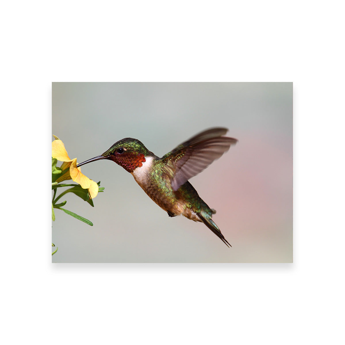 Ruby Throated Hummingbird Wall Art