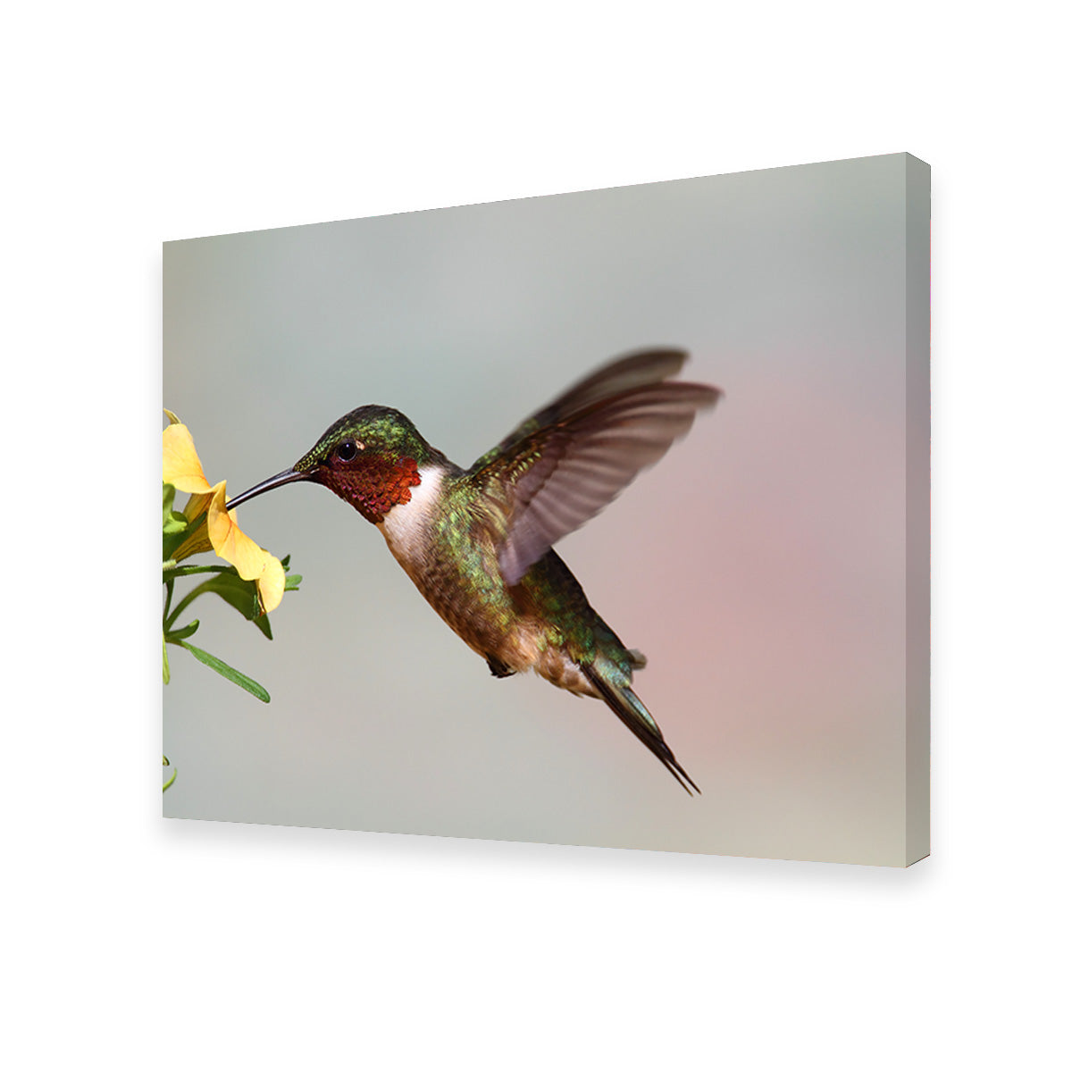 Ruby Throated Hummingbird Wall Art