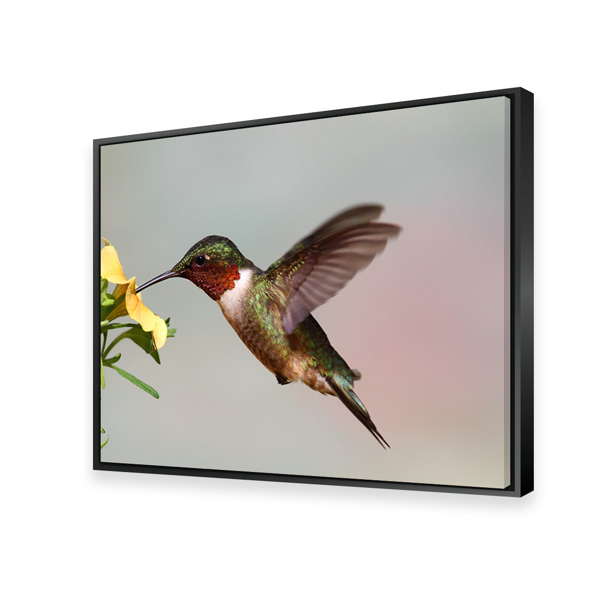 Ruby Throated Hummingbird Wall Art