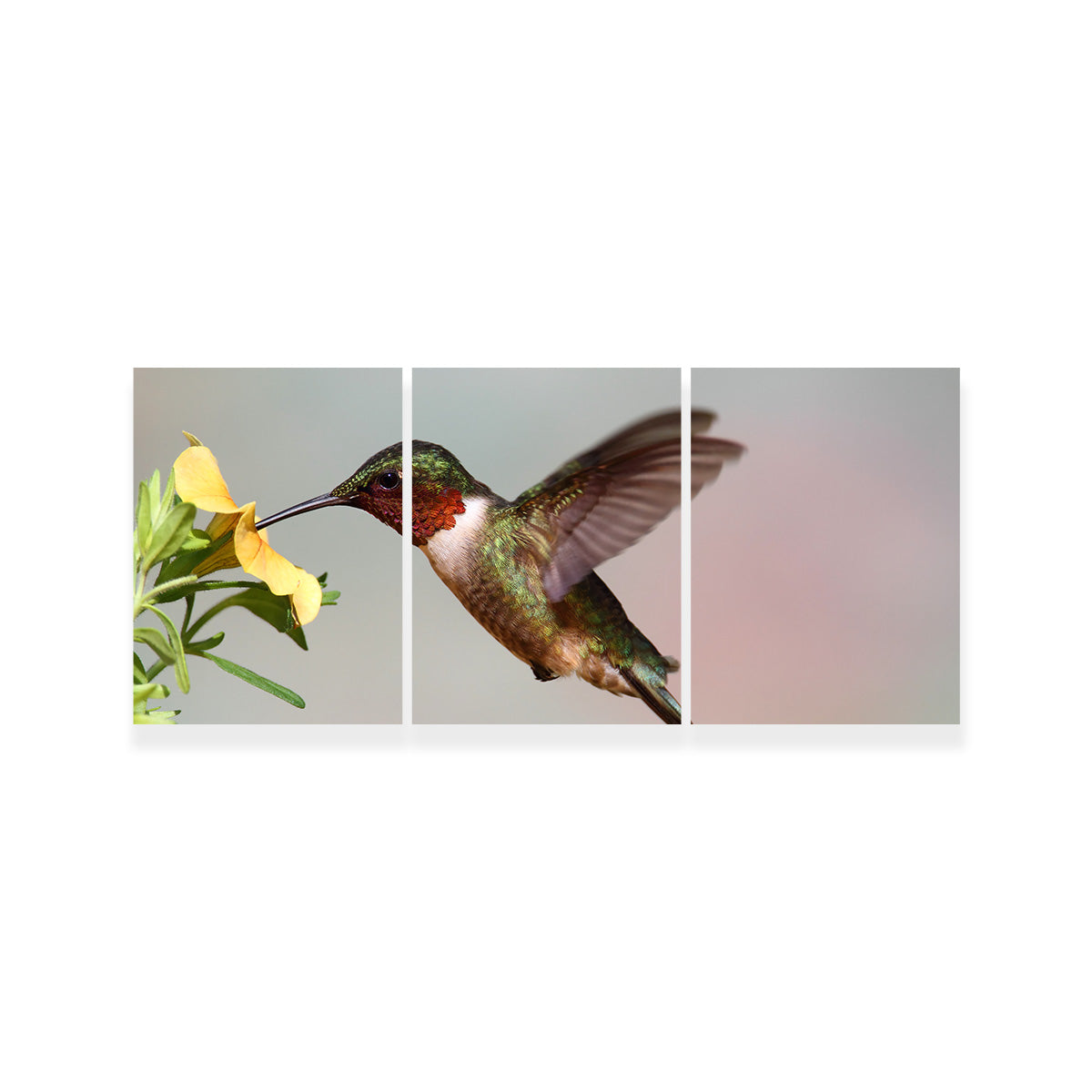 Ruby Throated Hummingbird Wall Art
