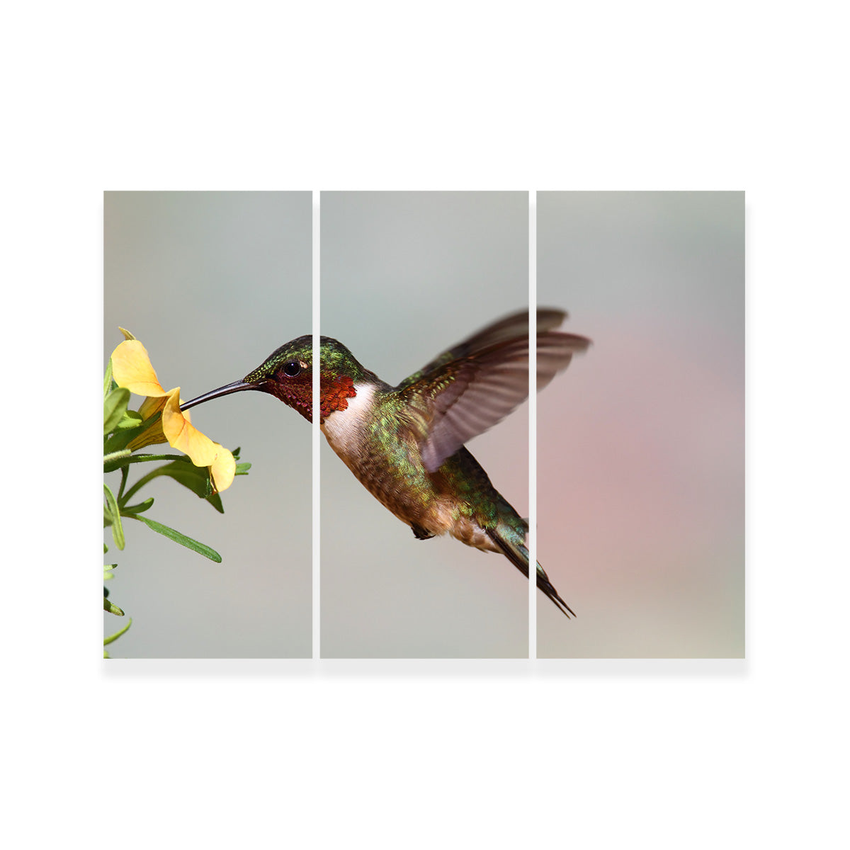 Ruby Throated Hummingbird Wall Art