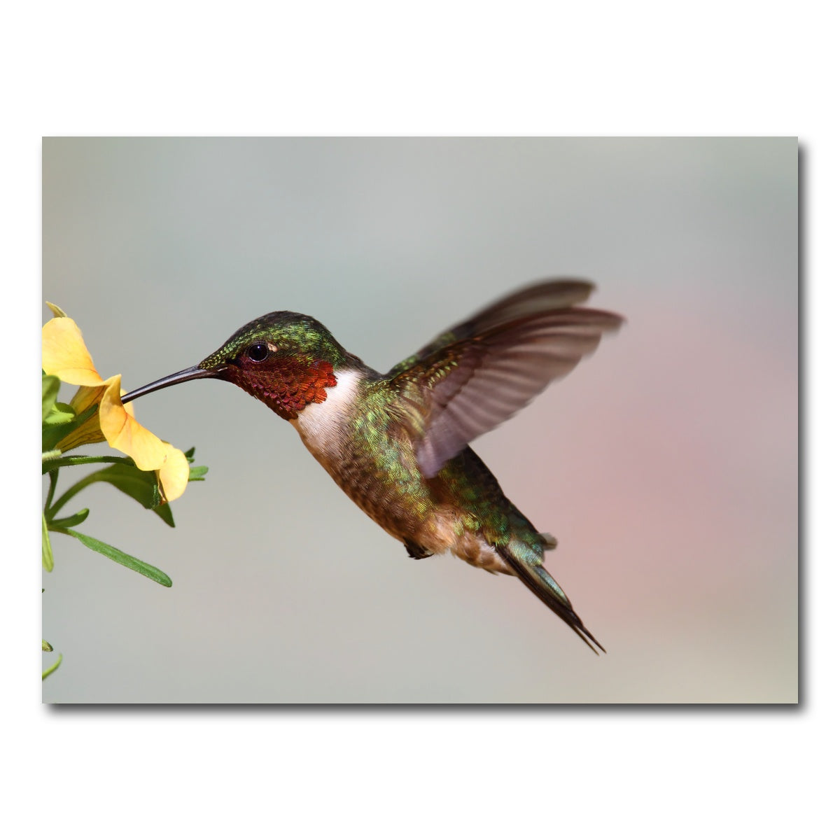 AUTO-MOCKUP WHITE | Ruby Throated Hummingbird | 1 Piece | Gallery Wrap Canvas | group=4x3