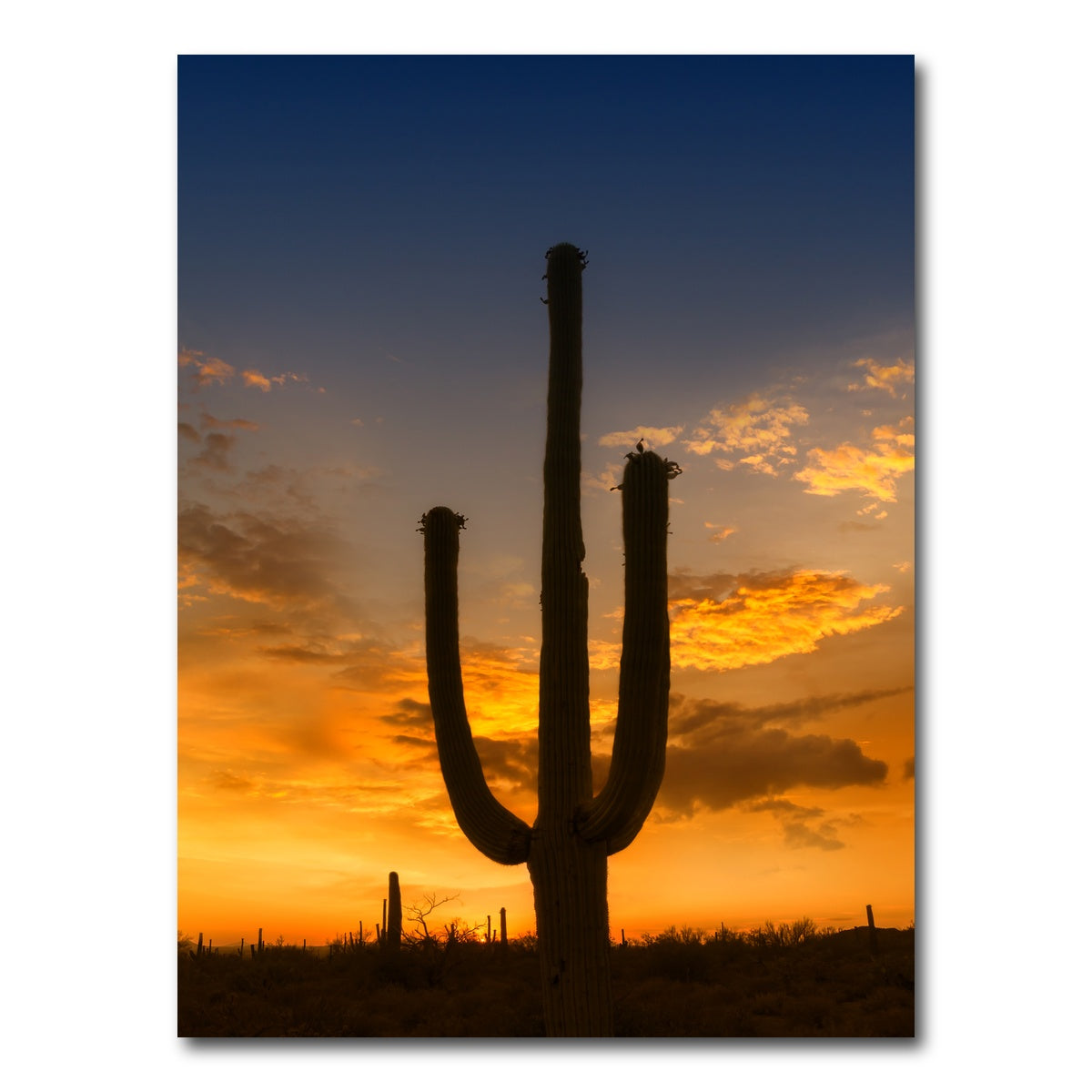 AUTO-MOCKUP WHITE | SAGUARO NATIONAL PARK Sunset | 1 Piece | Gallery Wrap Canvas | group=3x4