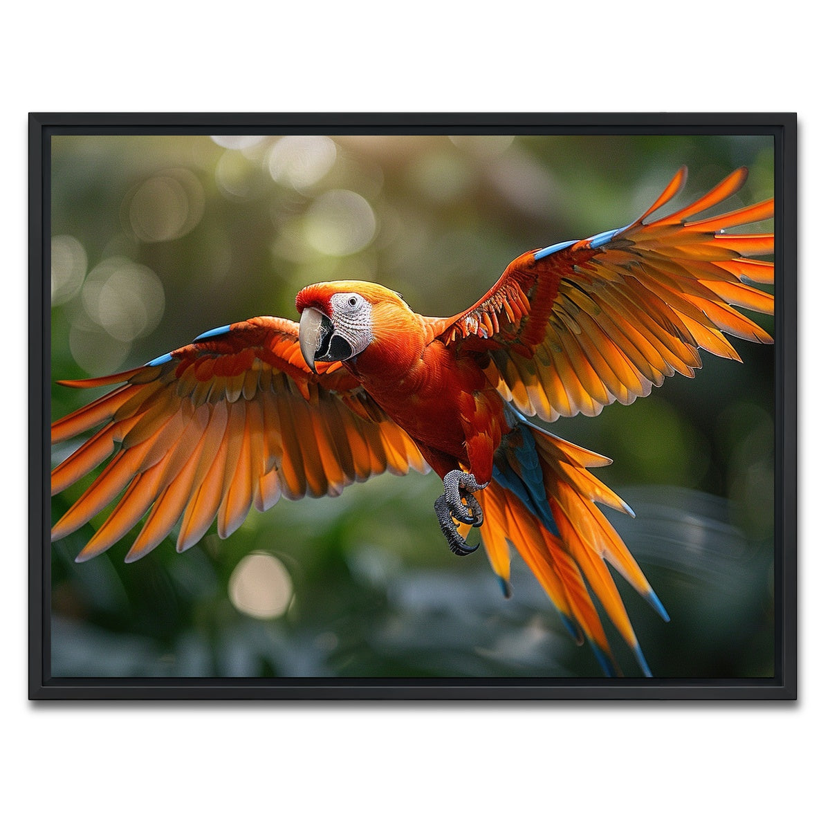 AUTO-MOCKUP WHITE | Scarlet Macaw in Flight | 1 Piece | Black Framed Canvas | group=4x3