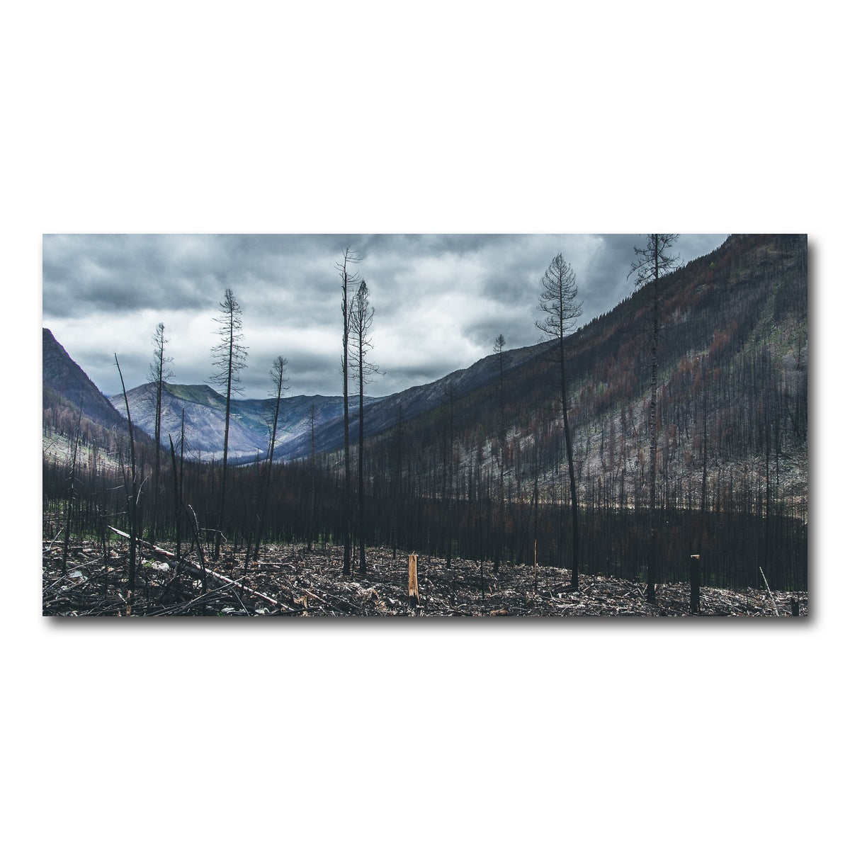 AUTO-MOCKUP WHITE | Scorched Trees | 1 Piece | Gallery Wrap Canvas | group=2x1