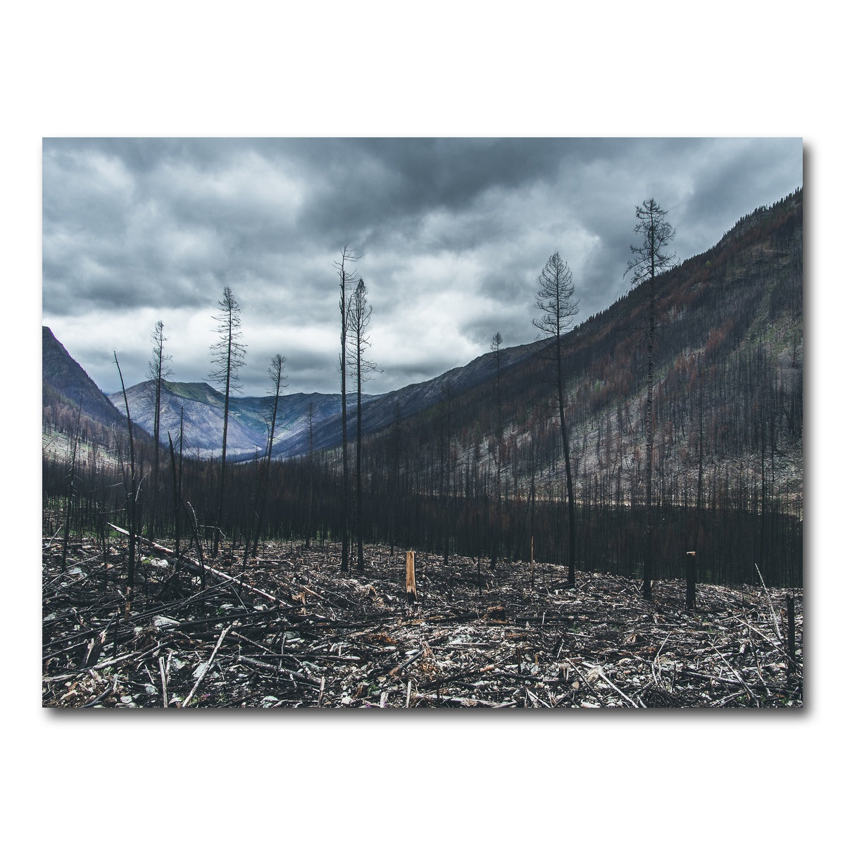 AUTO-MOCKUP WHITE | Scorched Trees | 1 Piece | Gallery Wrap Canvas | group=4x3