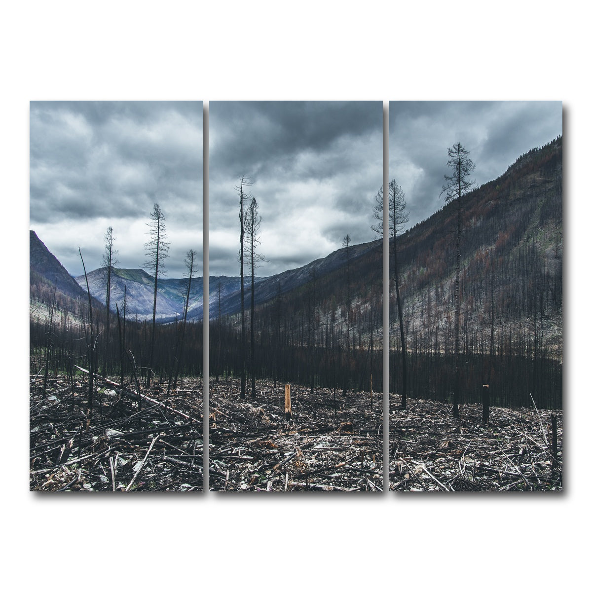 AUTO-MOCKUP WHITE | Scorched Trees | 3 Piece | Gallery Wrap Canvas | group=8x18