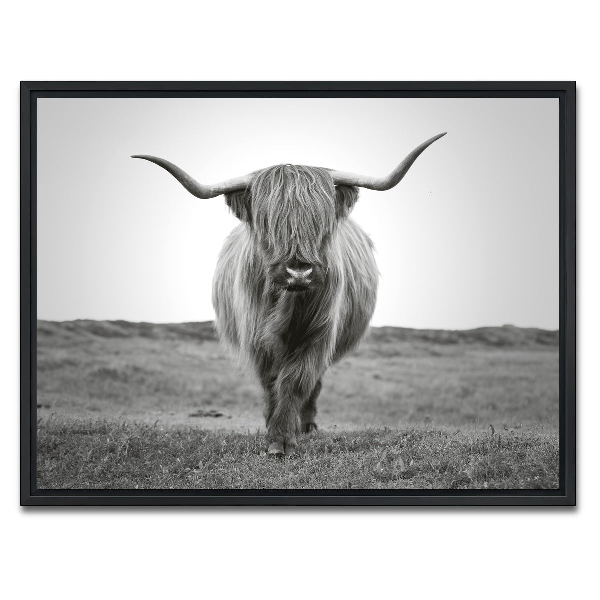 AUTO-MOCKUP WHITE | Scottish Bull | 1 Piece | Black Framed Canvas | group=4x3