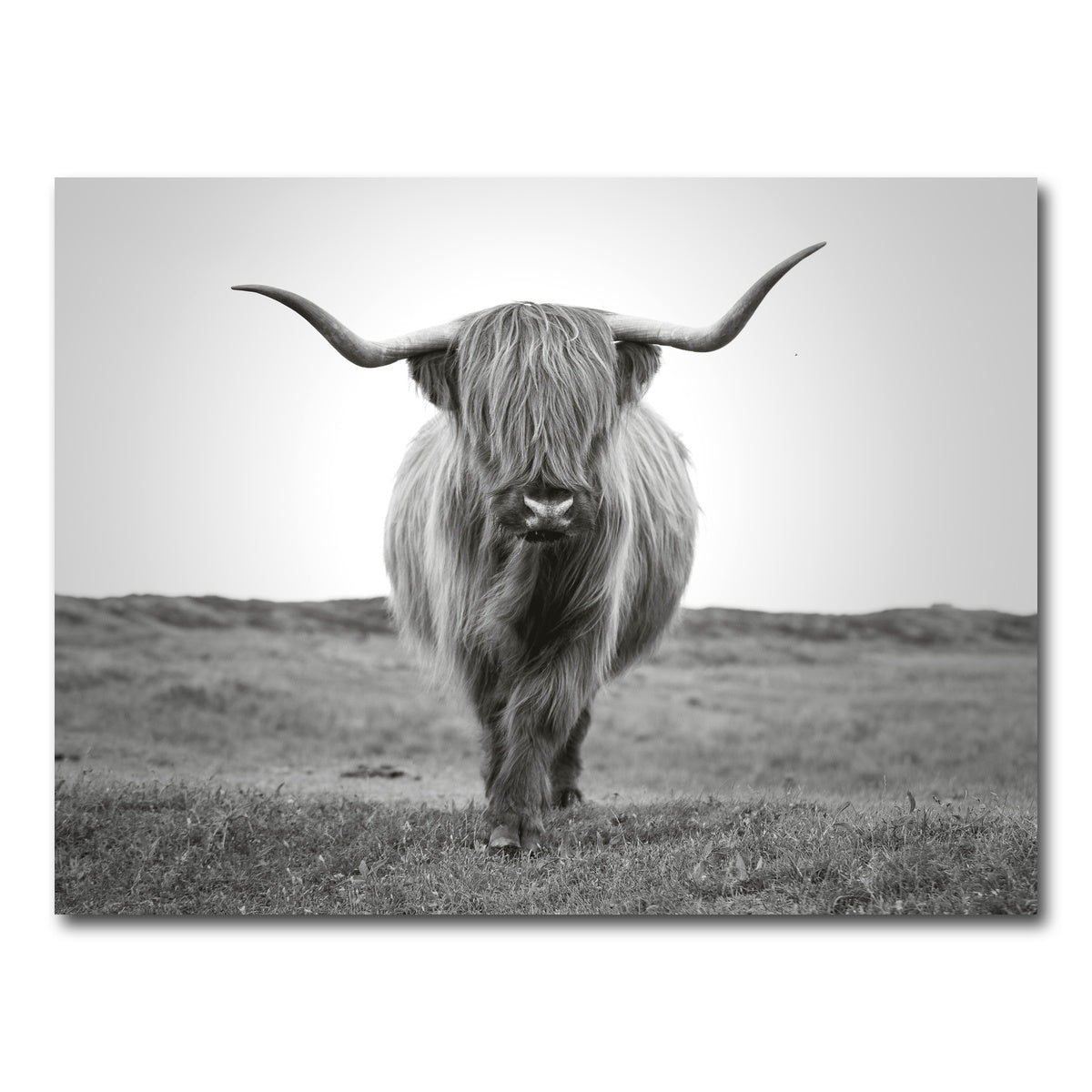 AUTO-MOCKUP WHITE | Scottish Bull | 1 Piece | Gallery Wrap Canvas | group=4x3