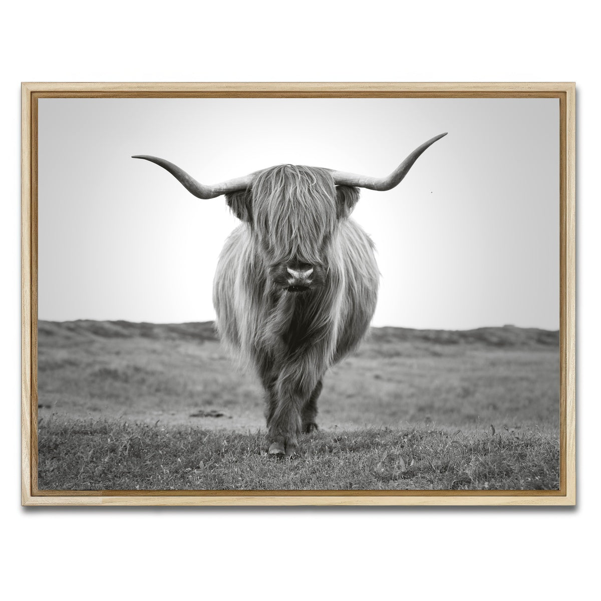 AUTO-MOCKUP WHITE | Scottish Bull | 1 Piece | Natural Framed Canvas | group=4x3