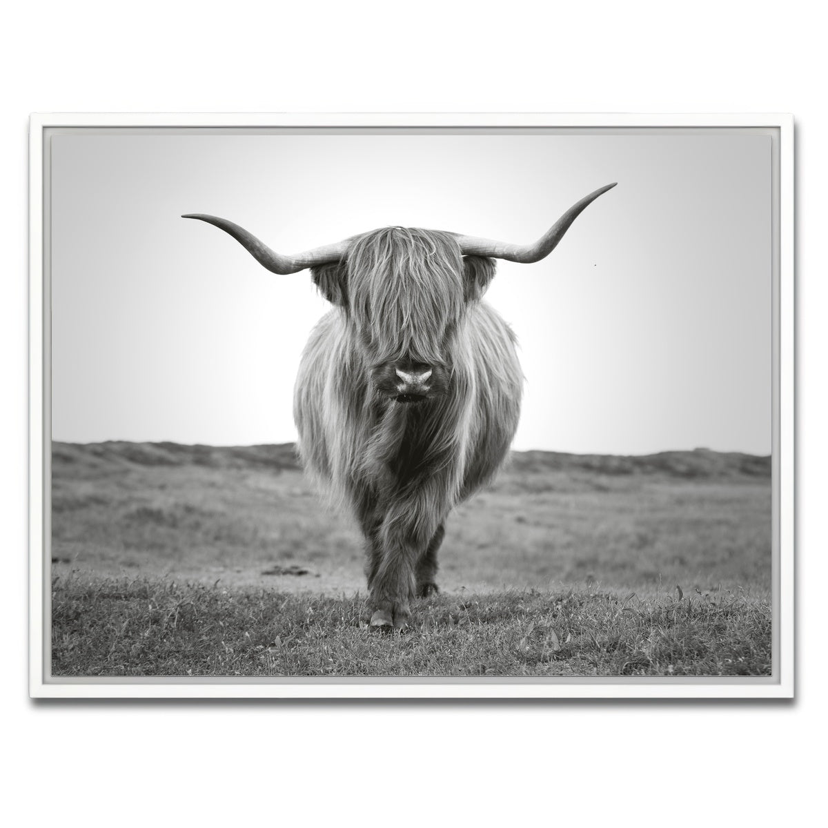 AUTO-MOCKUP WHITE | Scottish Bull | 1 Piece | White Framed Canvas | group=4x3