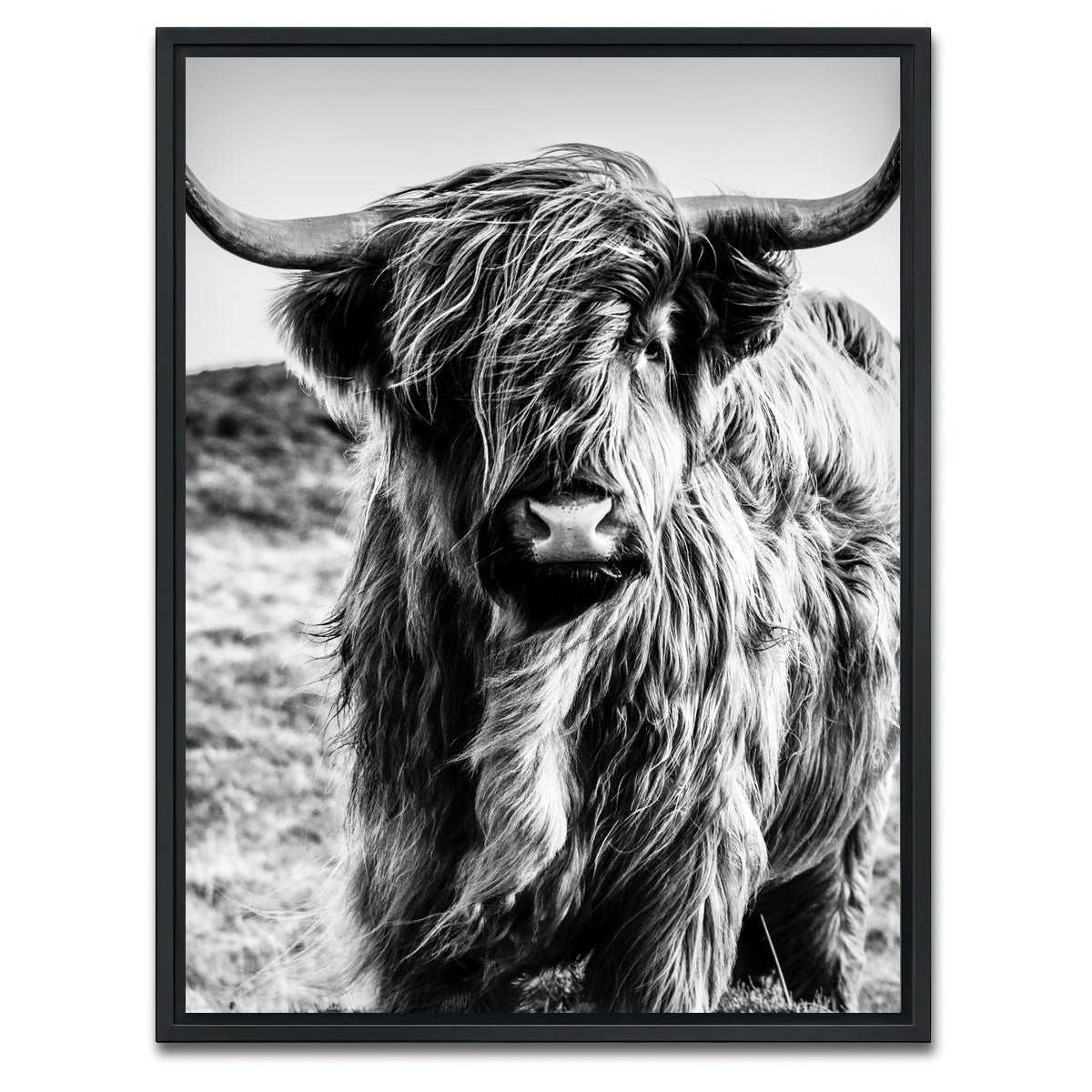 AUTO-MOCKUP WHITE | Scottish highland cow | 1 Piece | Black Framed Canvas | group=3x4