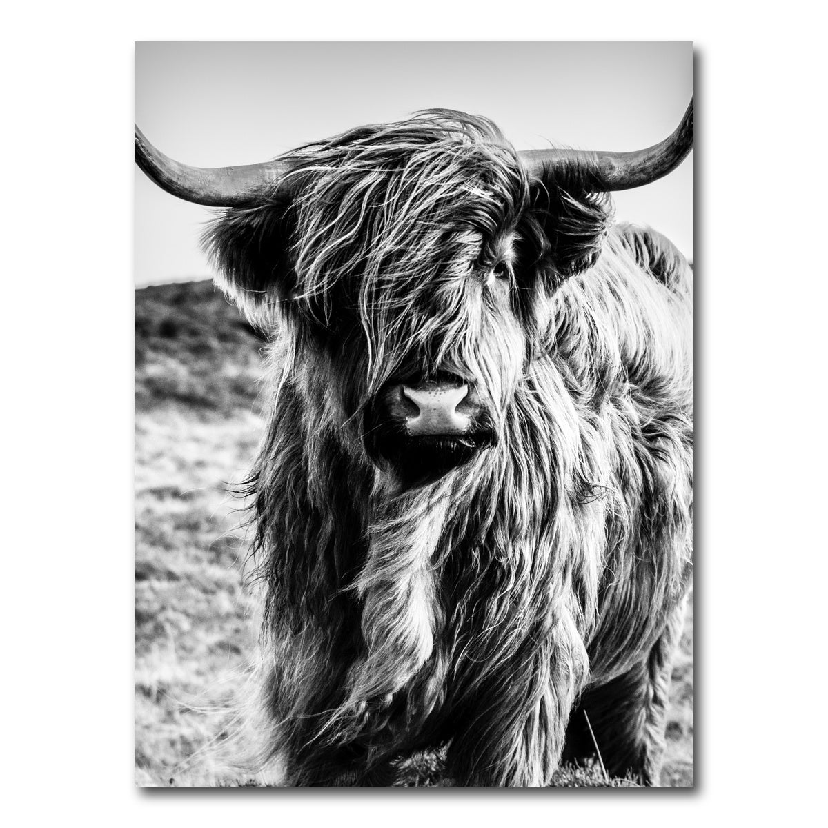 AUTO-MOCKUP WHITE | Scottish highland cow | 1 Piece | Gallery Wrap Canvas | group=3x4