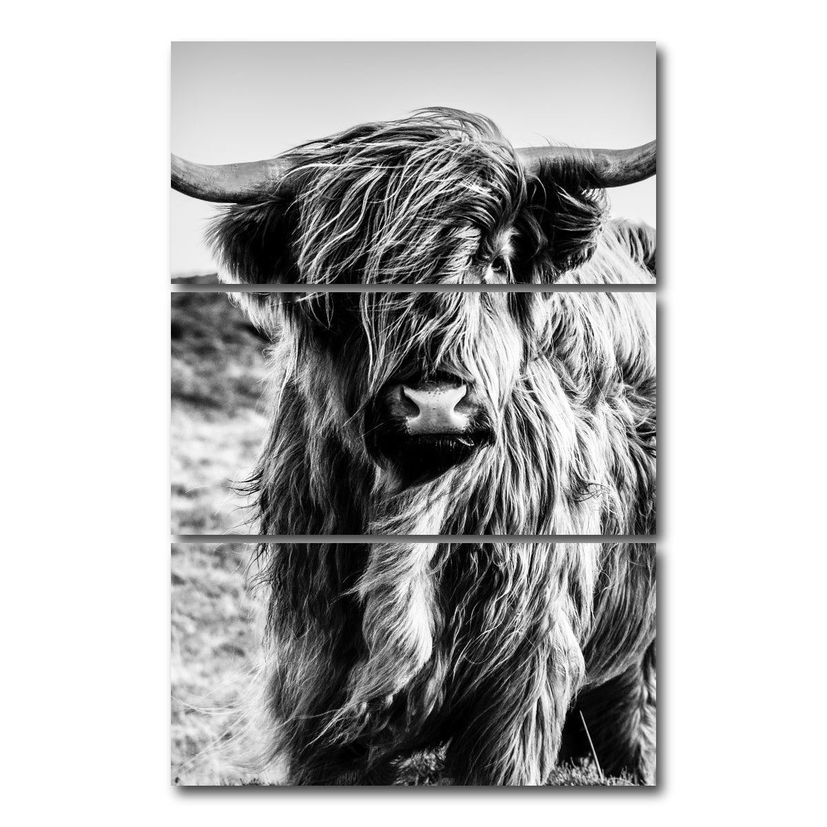 AUTO-MOCKUP WHITE | Scottish highland cow | 3 Piece | Gallery Wrap Canvas | group=12x24_stacked