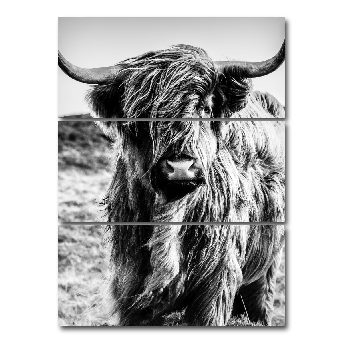 AUTO-MOCKUP WHITE | Scottish highland cow | 3 Piece | Gallery Wrap Canvas | group=8x18_stacked
