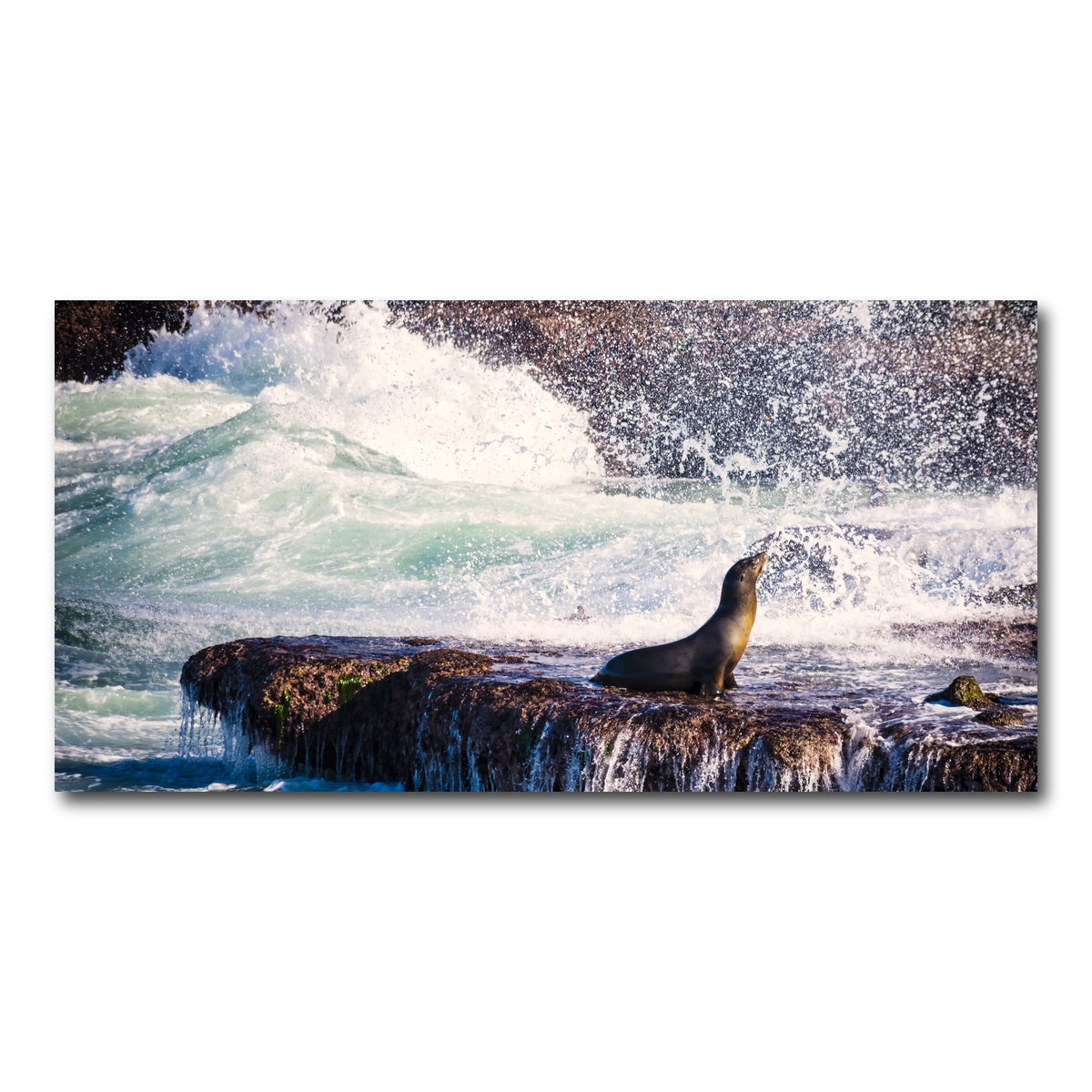 AUTO-MOCKUP WHITE | Sea Lion Surf La Jolla | 1 Piece | Gallery Wrap Canvas | group=2x1