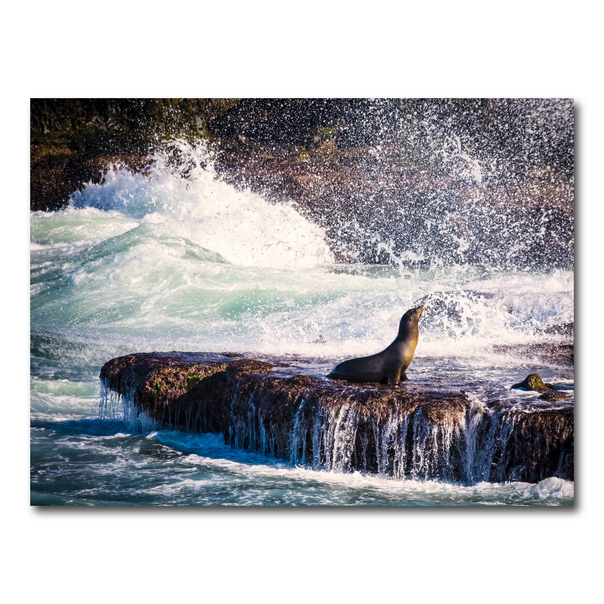 AUTO-MOCKUP WHITE | Sea Lion Surf La Jolla | 1 Piece | Gallery Wrap Canvas | group=4x3
