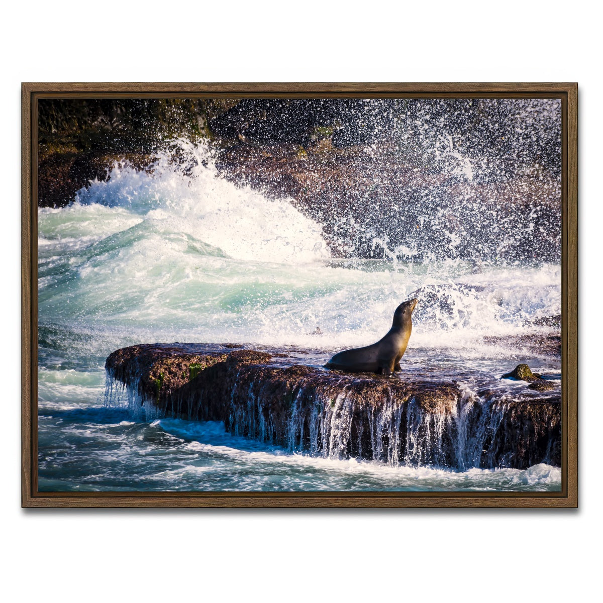 AUTO-MOCKUP WHITE | Sea Lion Surf La Jolla | 1 Piece | Walnut Framed Canvas | group=4x3