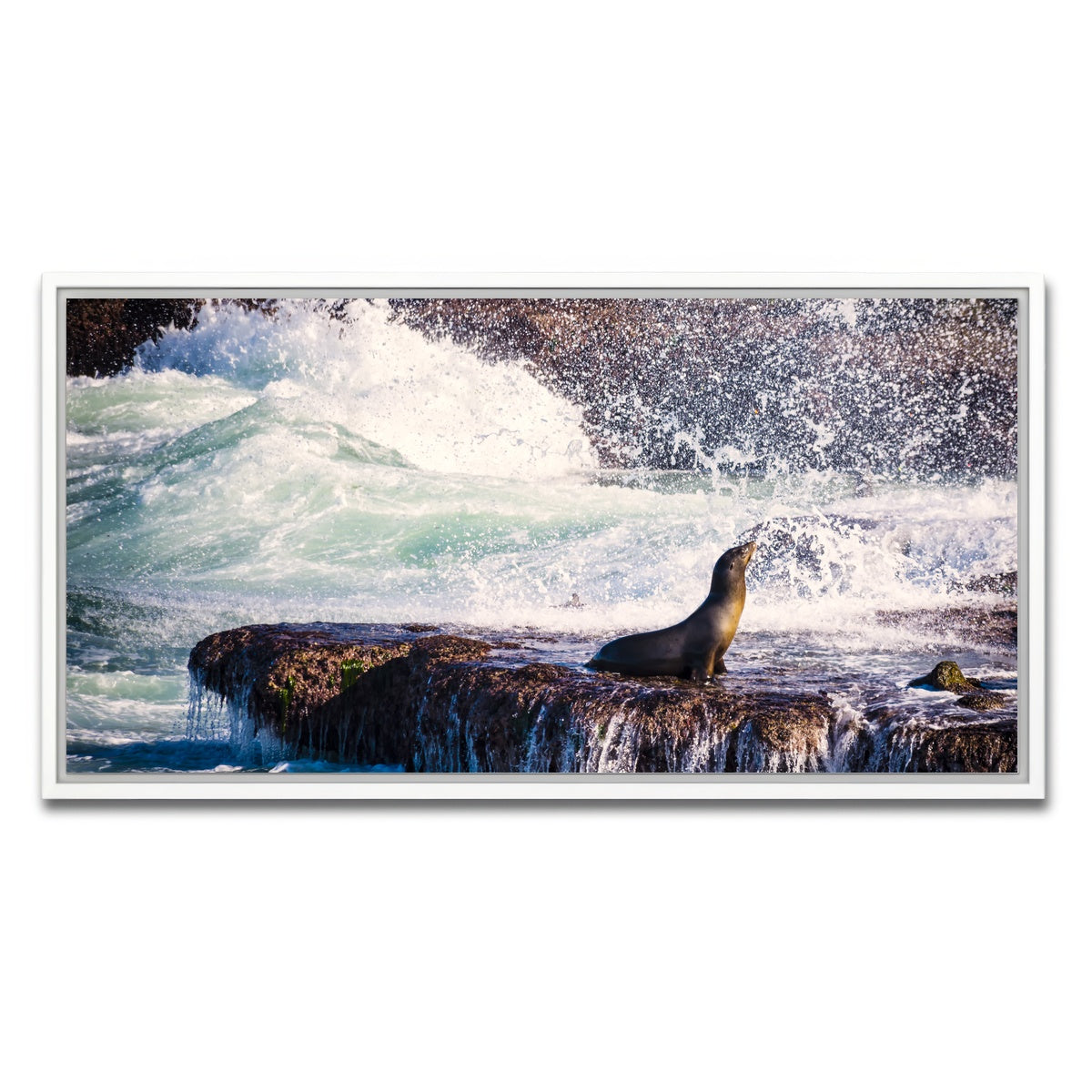 AUTO-MOCKUP WHITE | Sea Lion Surf La Jolla | 1 Piece | White Framed Canvas | group=2x1