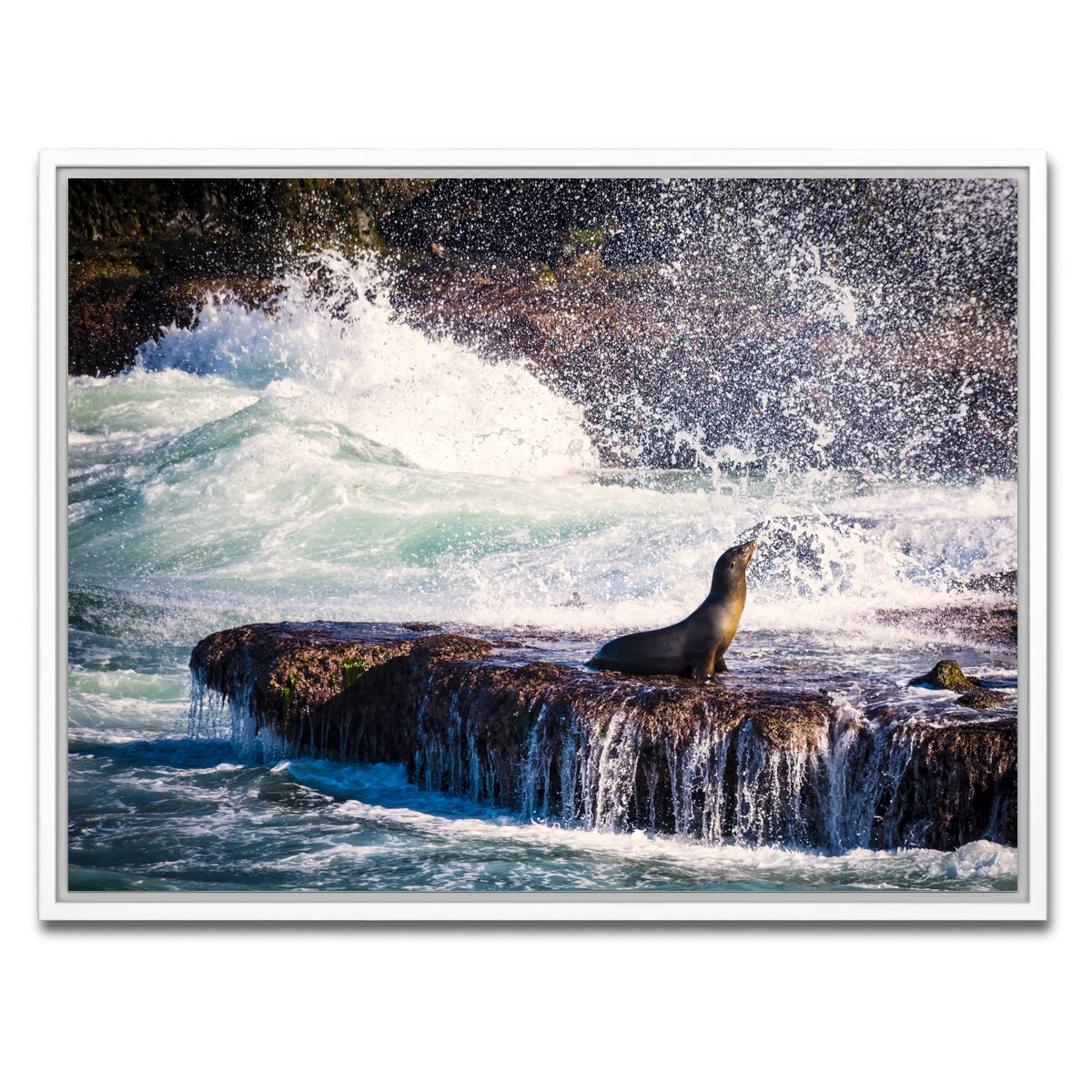 AUTO-MOCKUP WHITE | Sea Lion Surf La Jolla | 1 Piece | White Framed Canvas | group=4x3