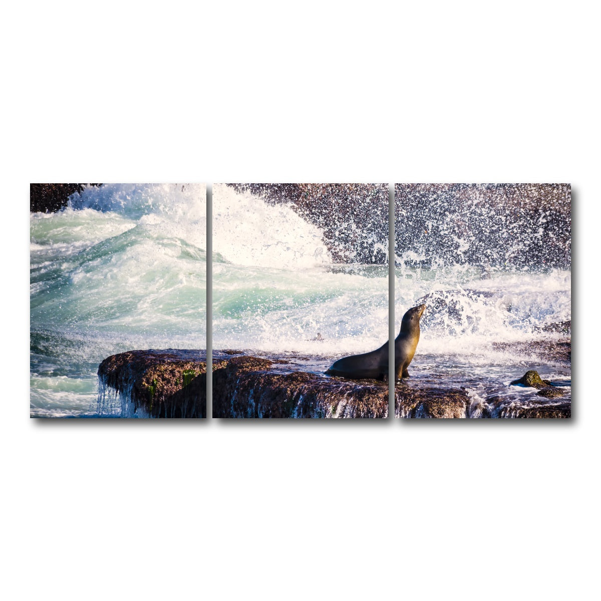 AUTO-MOCKUP WHITE | Sea Lion Surf La Jolla | 3 Piece | Gallery Wrap Canvas | group=18x24