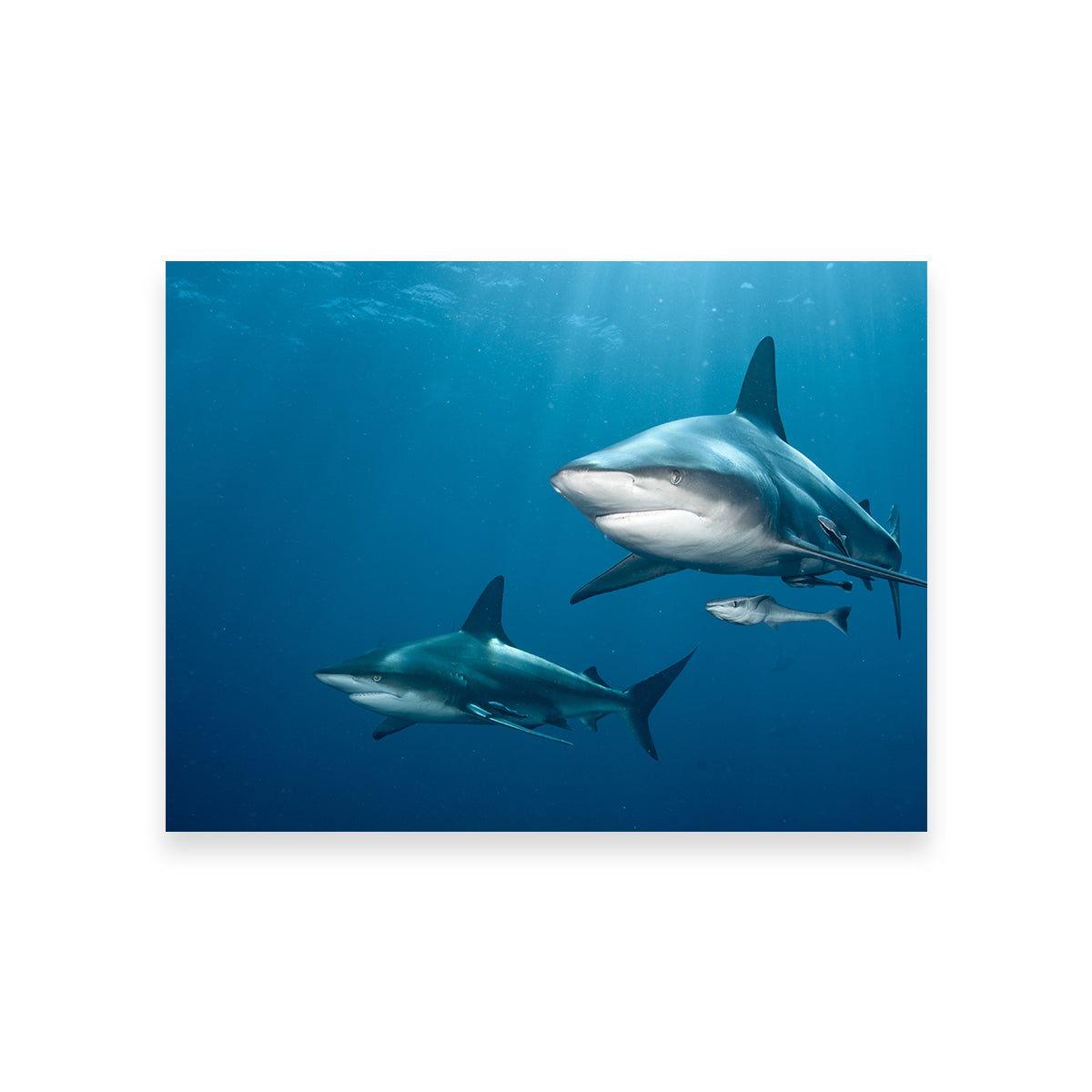 Shark Pair Wall Art