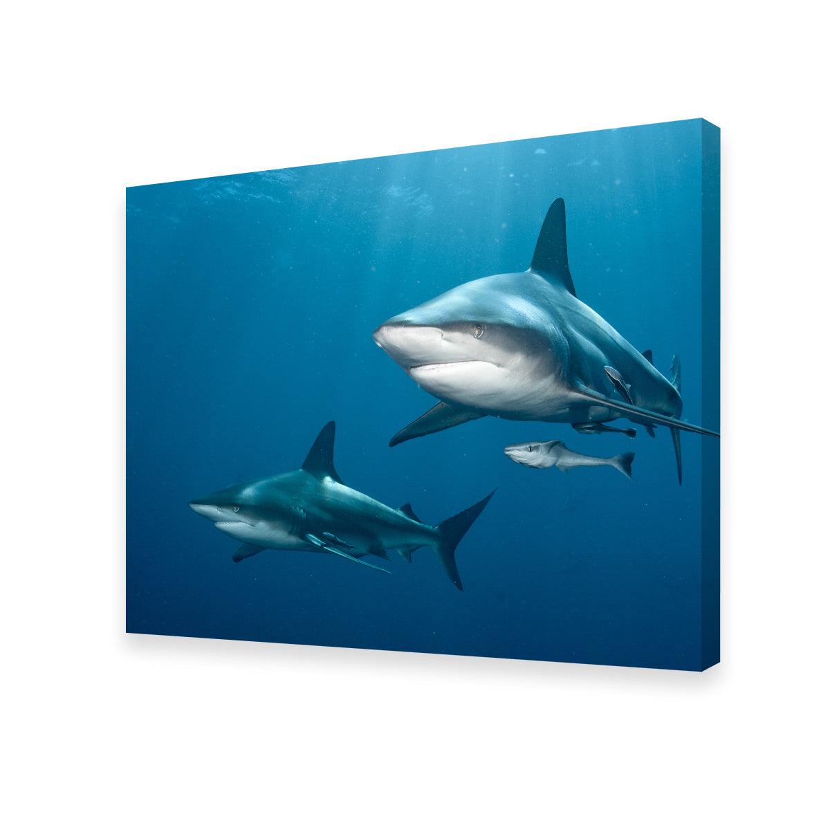 Shark Pair Wall Art