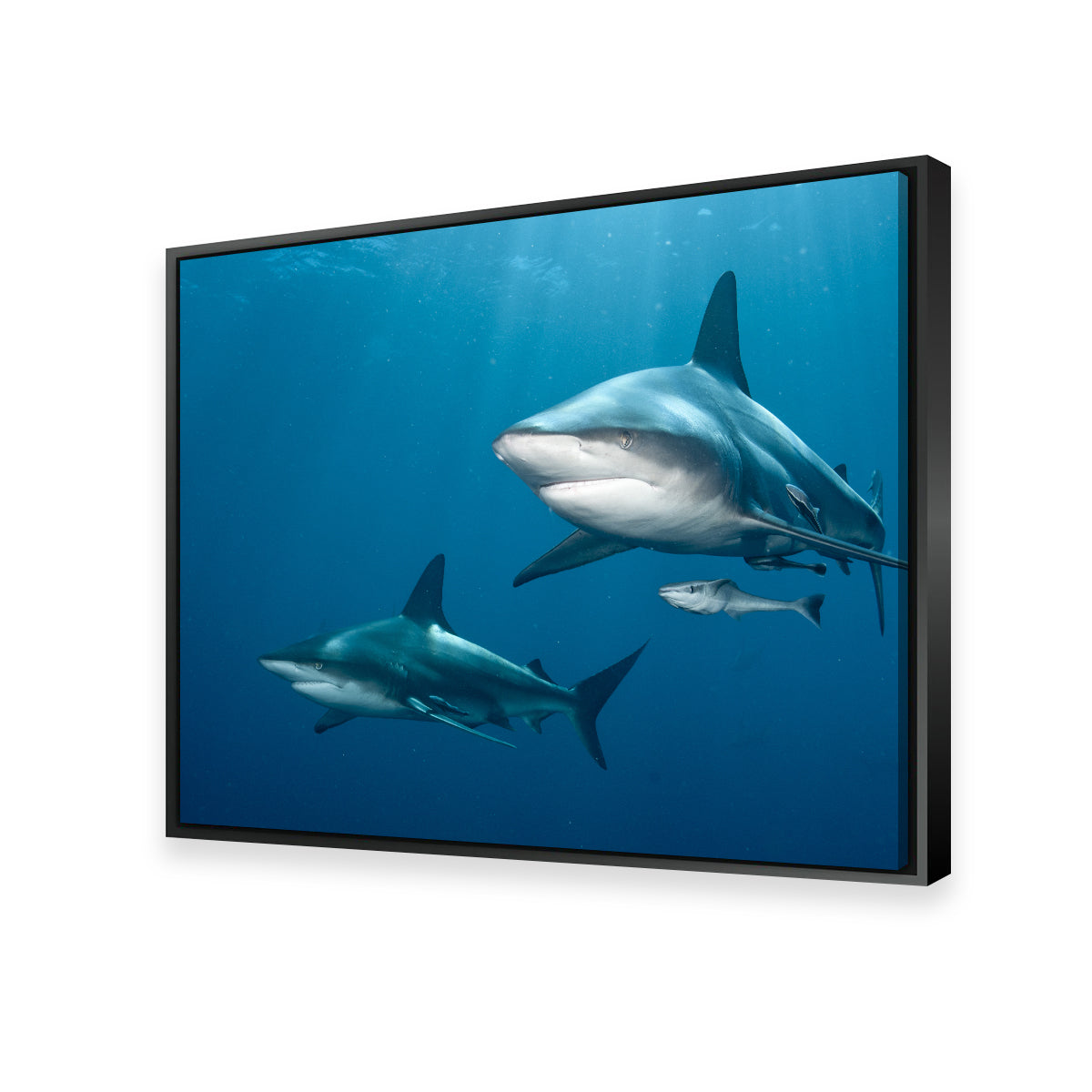 Shark Pair Wall Art