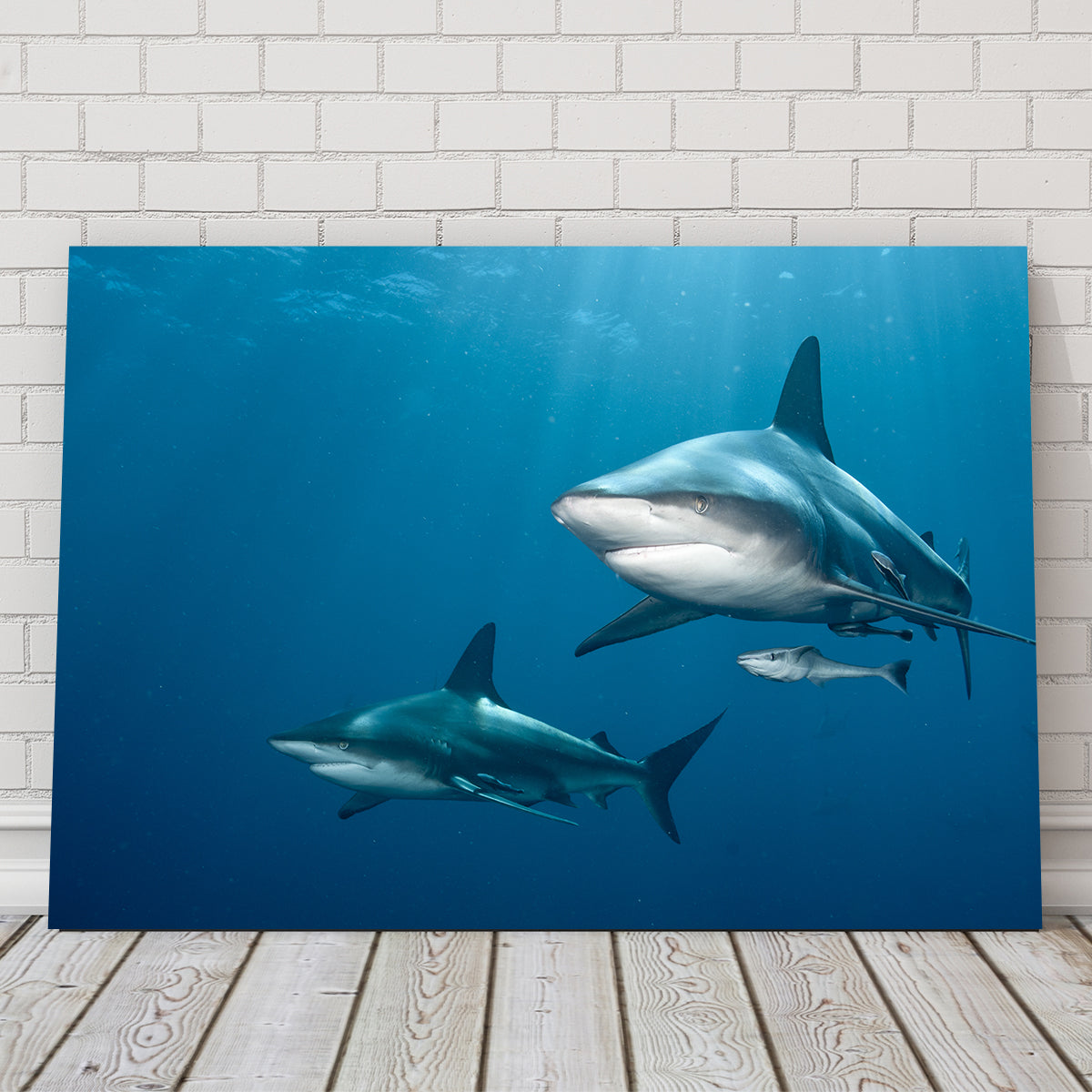 Shark Pair Wall Art