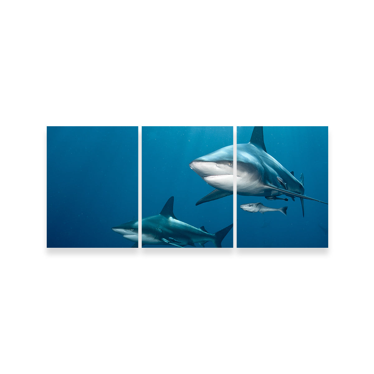 Shark Pair Wall Art