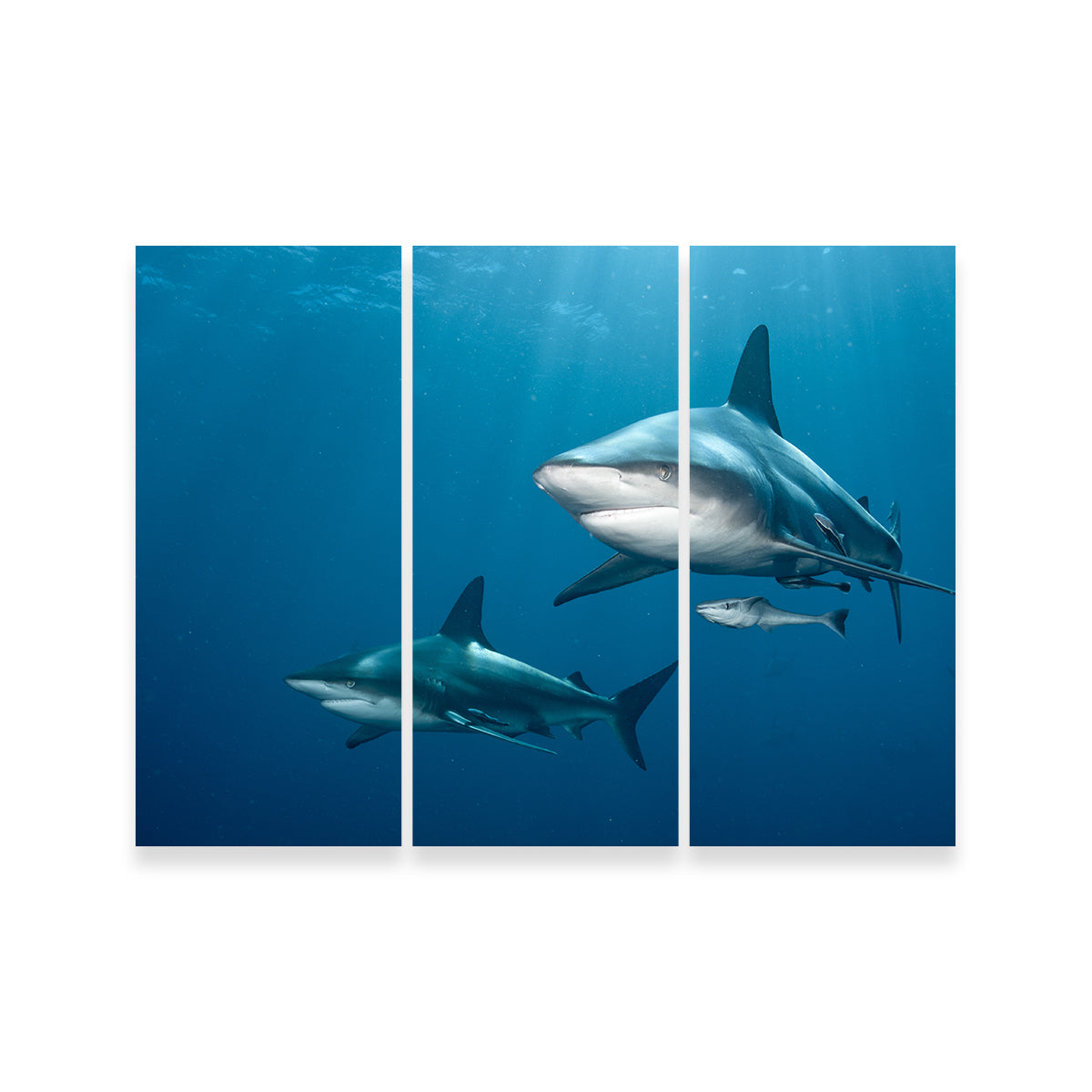 Shark Pair Wall Art