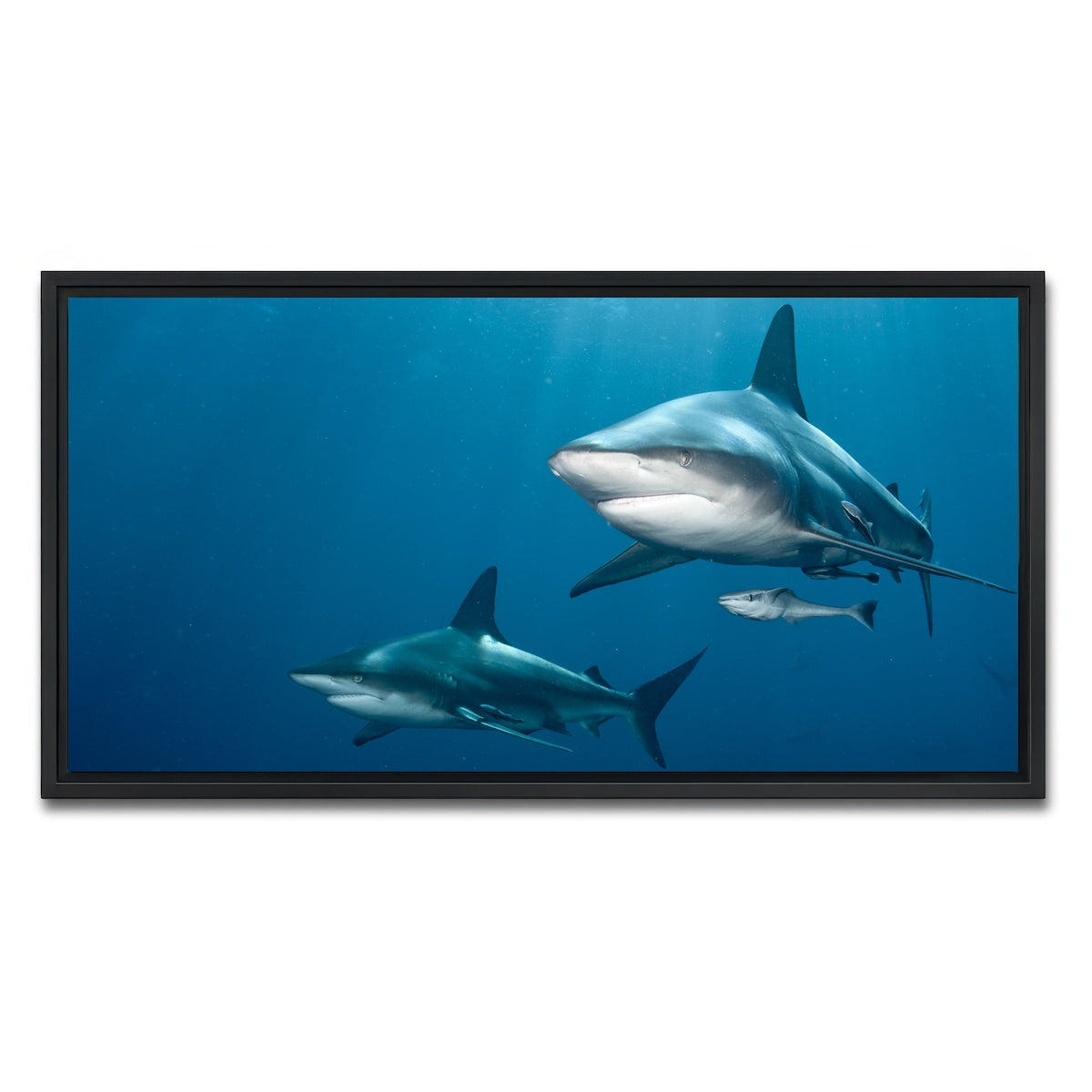 AUTO-MOCKUP WHITE | Shark Pair | 1 Piece | Black Framed Canvas | group=2x1