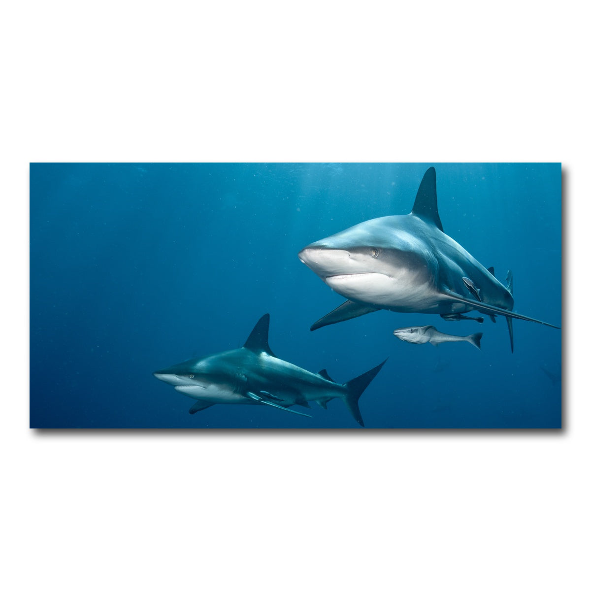 AUTO-MOCKUP WHITE | Shark Pair | 1 Piece | Gallery Wrap Canvas | group=2x1