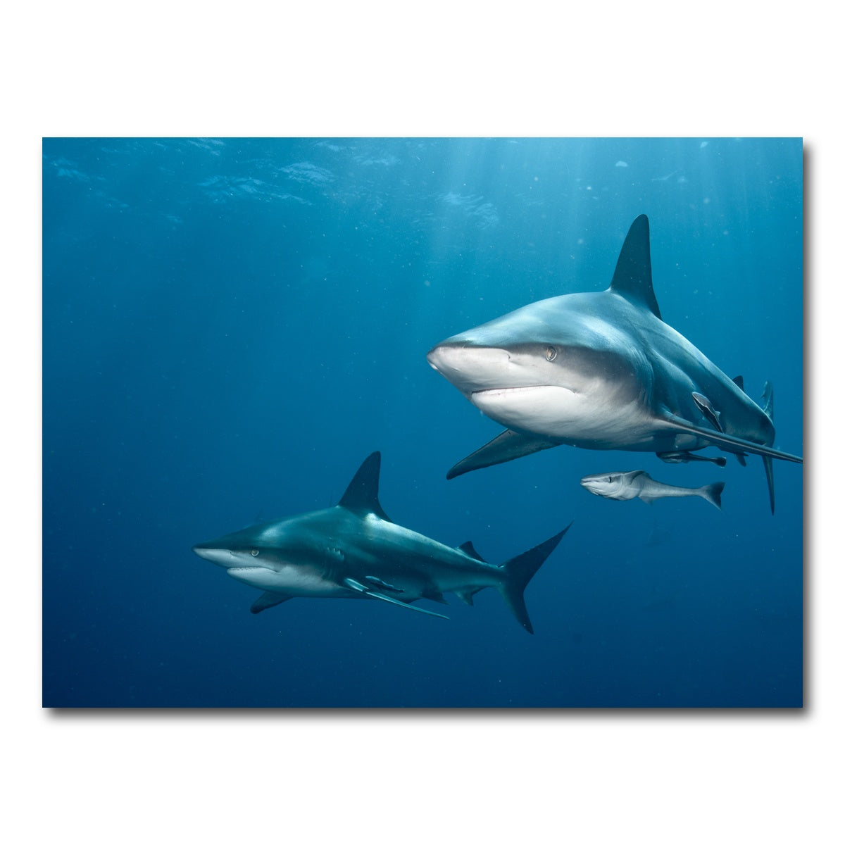 AUTO-MOCKUP WHITE | Shark Pair | 1 Piece | Gallery Wrap Canvas | group=4x3